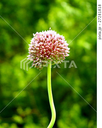 ジャンボニンニクの花の写真素材