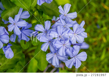Cape leadwort flower (White plumbago; Plumbago) Cape leadwort flower (White plumbago; Plumbago) 27281997