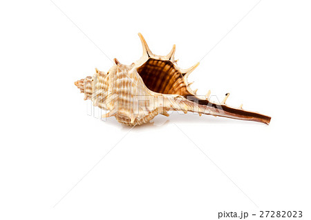 seashell on a white background for isolation seashell on a white background for isolation 27282023