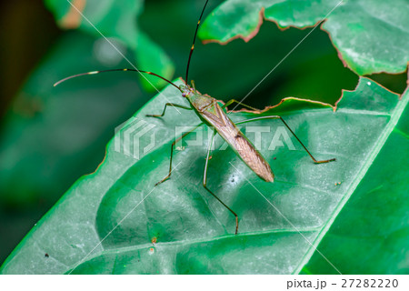 A green, brown Assasin bugs (Reduviidae) A green, brown Assasin bugs (Reduviidae) 27282220