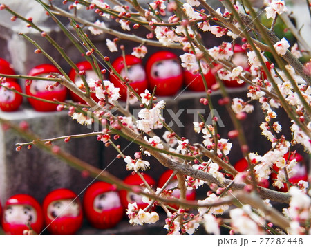 岡崎岩津天満宮本殿前のダルマ 27282448