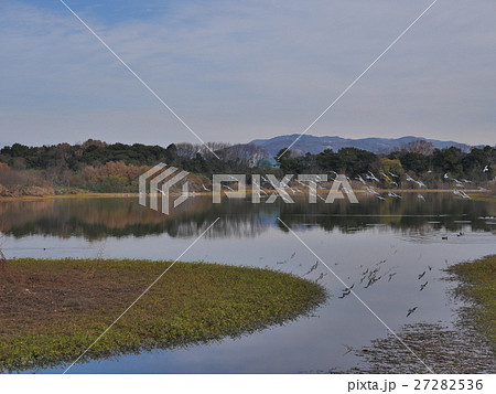伊丹・昆陽池公園 27282536