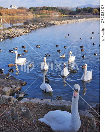 伊丹・昆陽池公園 27282537