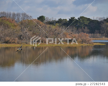 伊丹・昆陽池公園 27282543