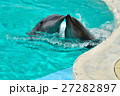 イルカ 27282897