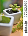 観葉植物 27282899