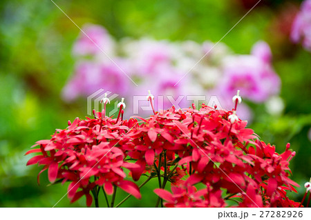 赤い満開の小さな花(イクソラ) 赤い満開の小さな花(イクソラ) 27282926