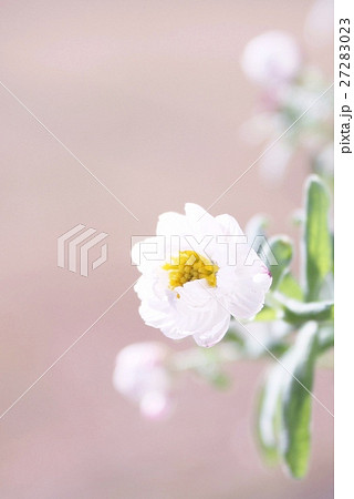 ハナカンザシ ハナカンザシ 27283023