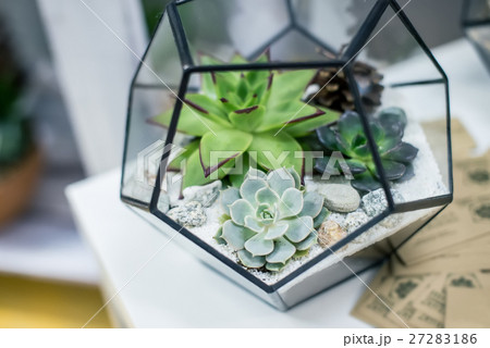 Miniature succulent plants 27283186