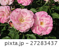 バラ 27283437