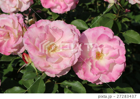 バラ 27283437