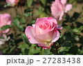バラ 27283438