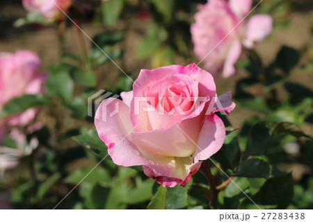 バラ 27283438