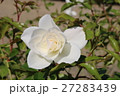 バラ 27283439