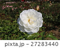 バラ 27283440