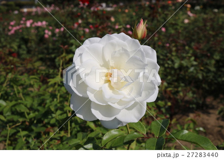 バラ 27283440