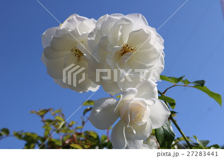 バラ 27283441