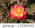 バラ 27283442