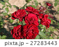 バラ 27283443