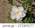 バラ 27283577