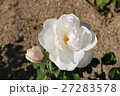 バラ 27283578