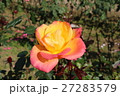 バラ 27283579