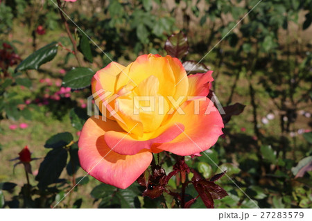 バラ 27283579