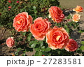 バラ 27283581