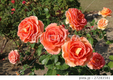 バラ 27283581