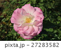バラ 27283582