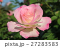 バラ 27283583