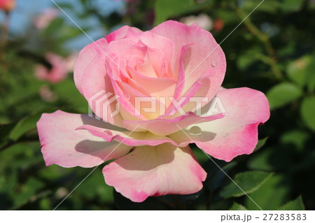 バラ 27283583