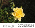 バラ 27283584