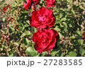 バラ 27283585