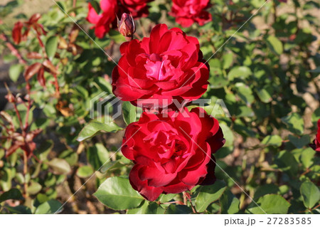 バラ 27283585