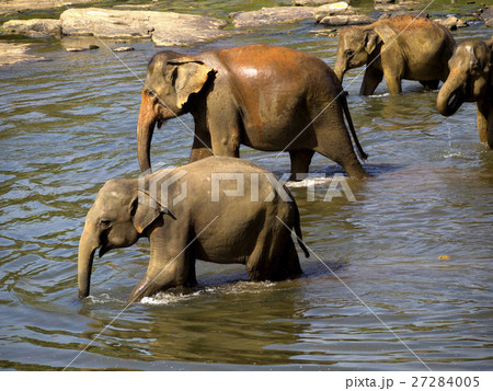 Elephant bathing at the orphanage 27284005