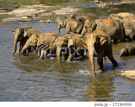 Elephant bathing at the orphanage Elephant bathing at the orphanage 27284006