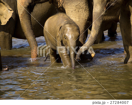 Elephant bathing at the orphanage 27284007