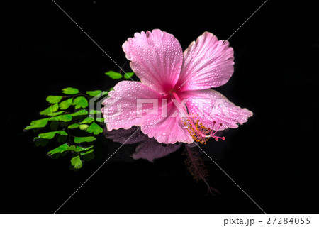 spa concept of pink hibiscus flower green branch spa concept of pink hibiscus flower green branch 27284055