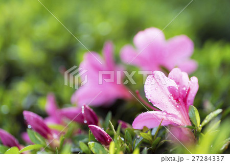 朝日を浴びて朝露が輝くサツキの花びら 27284337