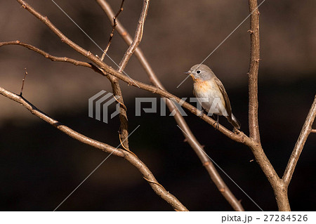 公園のアイドル 27284526