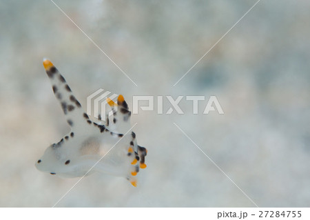 ツノザヤウミウシ ツノザヤウミウシ 27284755