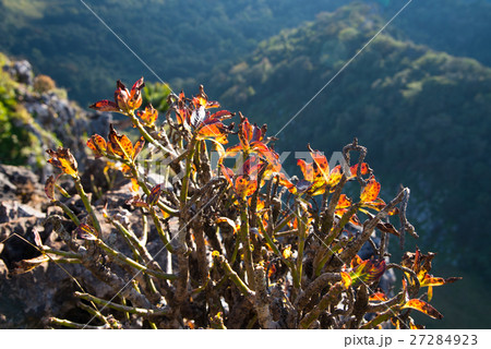 Little trees on cliff at Chiang Dao - Thailand Little trees on cliff at Chiang Dao - Thailand 27284923