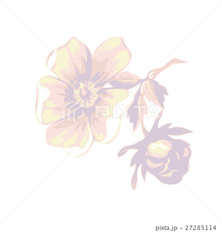 Branch with flowers roses isolated. Vintage grunge 27285114