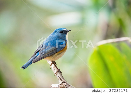 明治神宮の野鳥　ルリビタキ 27285171