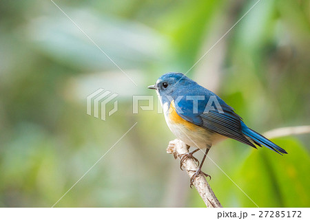 明治神宮の野鳥　ルリビタキ 27285172