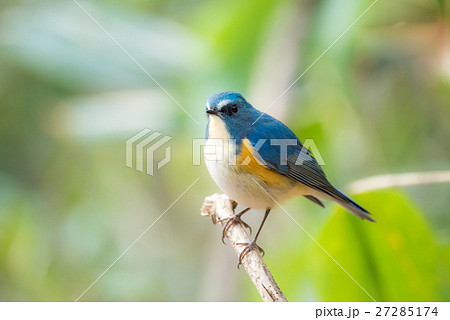 明治神宮の野鳥　ルリビタキ 27285174