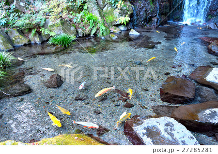 滝の前の池と鯉 滝の前の池と鯉 27285281
