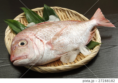 鯛 鯛 27288182