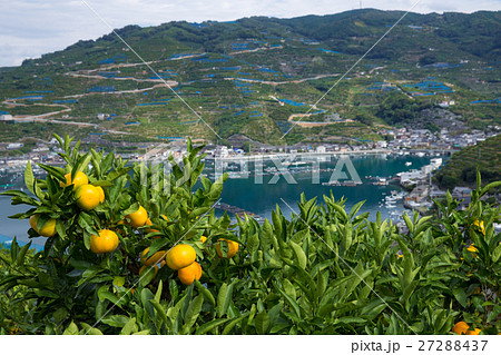 みかんの段々畑と海 愛媛県八幡浜川上 の写真素材 27288437 Pixta